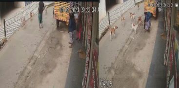 stray dogs try to attack girl at Vadakara