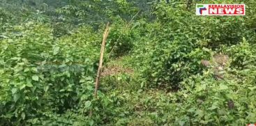 The wild elephant that came down in the residential area of ​​Kozhikode destroyed the crops