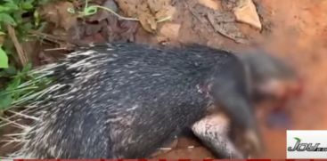 A porcupine was found dead after being hit by a vehicle