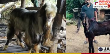 Theft of prime breed sheep; Goat theft in Chengannur becomes sequel