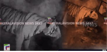 Tiger again in vakery ; Received CC TV footage