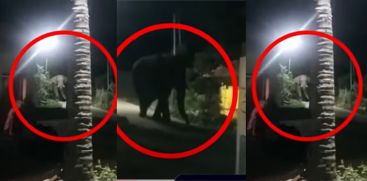 Attappadi Elephant Attack