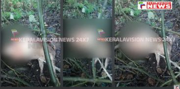 Another tiger attack in Idukki Munnar