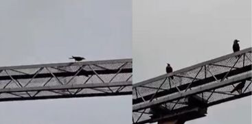 Crow got stuck inside metal crossing, awesome display of crow's love 