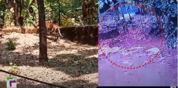 The forest department was unable to capture the tiger that had landed in the residential area near Kannur