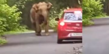 Elephant Attacks Tourists at Malakkappara