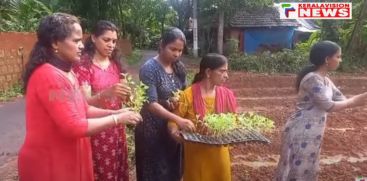 Under the auspices of Theke Maniyat Vanitavedi, chendumalli cultivation has started