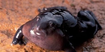 Purple Frog In Idukki