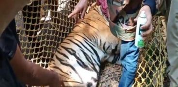 tiger-captured-from-kotiyur-died-due-to-infection