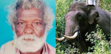  Attappady Elephant Attack, Adivasi Man Killed