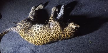 Kozhikode leopard found dead