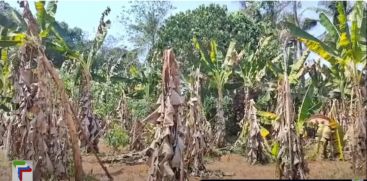 Thousands of plantains have been plucked and broken; farmers are in crisis