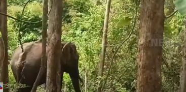 People are struggling with the attack of elephants