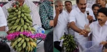 k rail protest plantain stalk harvested auctioned