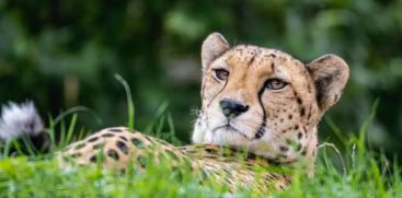 Today is International Cheetah Day