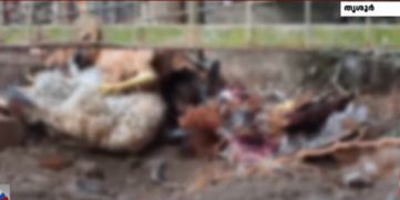 Mystery Animal Kills Chickens 