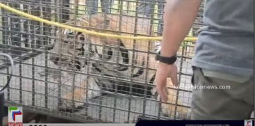 The  tiger captured from Mullankolli was brought to Thrissur Zoo