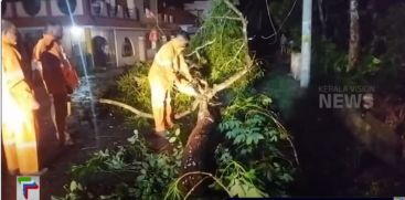 In Pathanamthitta due to heavy wind and rain, trees were uprooted and vehicular traffic was disrupted