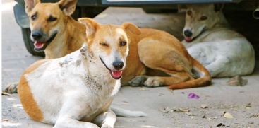 Stray dog ​​nuisance is rampant in Thalassery sea bridge and market areas