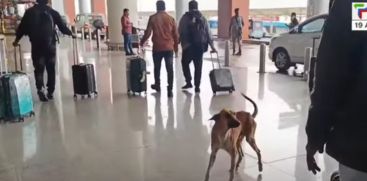 stray dogs are  occupied in Kannur airport 