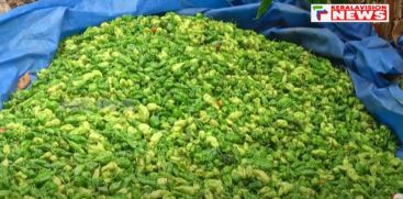 Mali Chili prices drop 5000 to 150