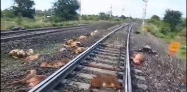 60 goats run over by train in Telangana