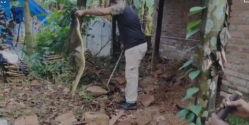 Largest Snake Ever Caught by joju