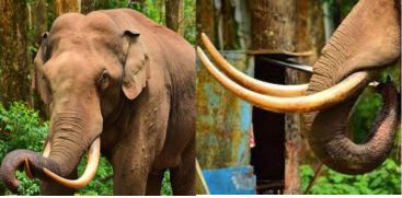 Wild Elephant Padayappa attack in Munnar