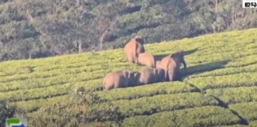  Wild Elephants