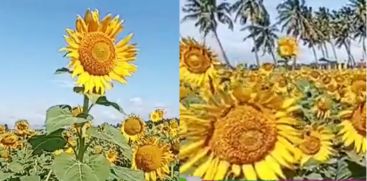 Sunflower field at Sundharapandyapuram