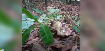 
wild elephants is severe in Pallikunn area near Mankulam town of Idukki