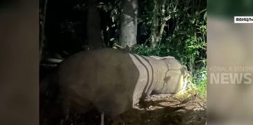 Electrocuted Elephant at Malappuram 