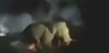 Elephant Attack in Vanjiyam 