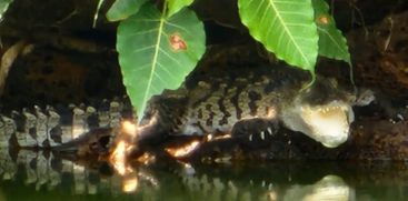 successor to Babia; Crocodile again in Ananthapuram temple pond