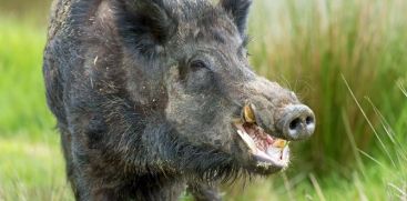 A middle-aged man was seriously injured in a wildboar attack in Kurampala, Pathanamthitta