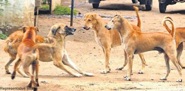 Stray Dog Attack in Thrissur 