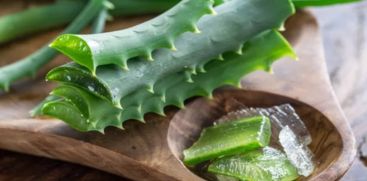  Aloe Vera