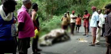 Pregnant Cow Killed in Tiger Attack