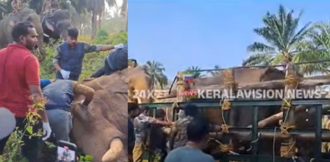  Elephant with Head Injury Treatment Mission: Phase 1 Success