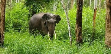 Hartal in Wayanad; Efforts to capture the wild elephant continue