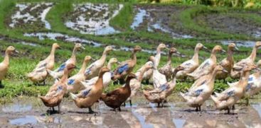 In case of confirmed bird flu in Alappuzha, the ducks will be destroyed in mass by today evening