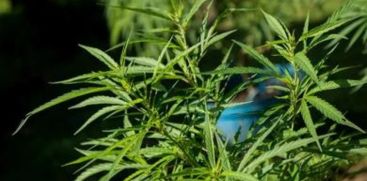 A cannabis plant was found on the roadside in Thrissur's Punnayurkulam