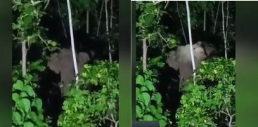 Wild Elephant Attack in Thrissur