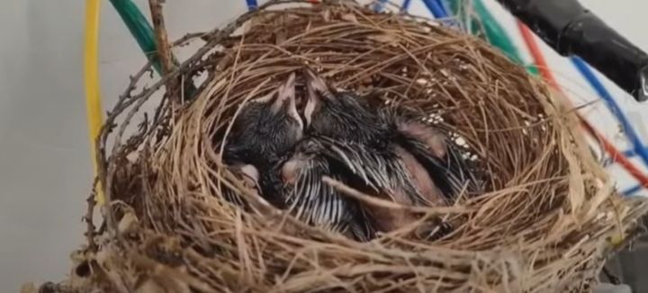 sparrow chicks  News 