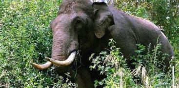 Wild Elephant Attack in Nilambur, Malappuram