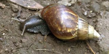 African Snail Widespread In Kottayam Due To Rain