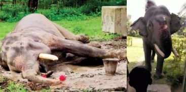 India's oldest domestic elephant, Bijuli Prasad, dies
