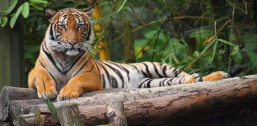 Today is International Tiger Day