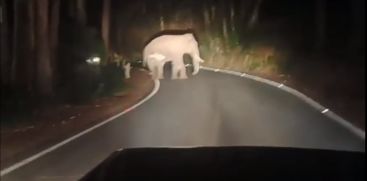 Video:  Wild Elephant at Munnar Mattupetti