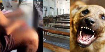 stray dog attack in class room, one student injured